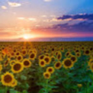 Meet your Posher, Isabella